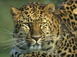 Повышенное внимание к проблемам увеличения численности занесенных в Красную книгу амурского тигра и дальневосточного леопарда в связи с личным участием в проекте президента Владимира Путина, принесло результаты