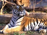 Путину приписали заслуги по увеличению численности амурского тигра и дальневосточного леопарда