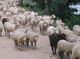 Украинские пограничники вернули иностранному пастуху отару овец, которые забрели на территорию Одесской области
