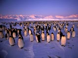 Россию пытаются уговорить создать морские заповедники в Антарктике