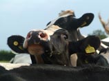 В Вологодской области 12 коров задохнулись выхлопными газами в фургоне похитителей