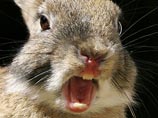Неугомонные кролики насквозь проели шотландский остров Канна