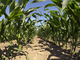 По оценке президента Американской торговой палаты в Украине Хорхе Зукоски, треть кукурузы и 70% соевых бобов в Украине производятся из ГМО-семян