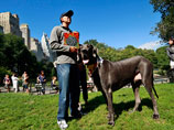 В США скончался Гигантский Джордж - самая крупная собака в мире