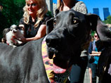 В США скончался Гигантский Джордж - самая крупная собака в мире 