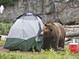 Дедушка из Кабардино-Балкарии одержал победу в поединке с медведем, дав зверю в морду