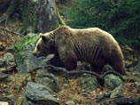 Из-за наступления медведей на Камчатке введен режим повышенной готовности Из-за наступления медведей на Камчатке введен режим повышенной готовности