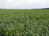 Украинские аграрные лоббисты обратились к высшему страны с просьбой узаконить использование генетически-модифицированных семян