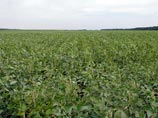 Украинские аграрии просят легализовать ГМО-продукцию Украинские аграрии просят легализовать ГМО-продукцию