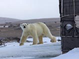 27 белых медведей "осаждают" чукотское село