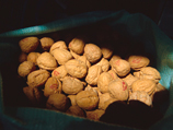 В Калифорнии воры похитили 63,5 тонны грецких орехов стоимостью 400 тысяч долларов