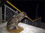 В Хабаровске появился местный Хатико: собака несколько недель ждет хозяина у причала В Хабаровске появился местный Хатико: собака несколько недель ждет хозяина у причала