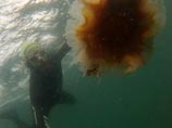 Пловец-экстремал обогнул Британию, распугивая медуз бородой