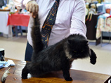 В Челябинске отметили День черной кошки и выбрали самого черного кота - "хамоватого" Бегемота
