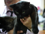 В Челябинске отметили День черной кошки и выбрали самого черного кота - "хамоватого" Бегемота В Челябинске отметили День черной кошки и выбрали самого черного кота - "хамоватого" Бегемота