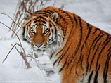 Амурский тигр - животное, занесенное в Красную книгу, охота на него полностью запрещена