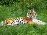 В национальном парке Приморья найден убитым краснокнижный амурский тигр