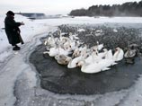 В Башкирии прошла спецоперация по спасению вмерзших в пруд "транзитных" лебедей-шипунов В Башкирии прошла спецоперация по спасению вмерзших в пруд "транзитных" лебедей-шипунов