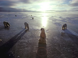 Канада подаст заявку в ООН на расширение границ арктического шельфа, включая Северный Полюс