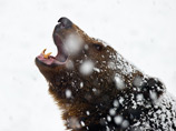На Камчатке спецгруппы охотников будут отстреливать медведей, выходящих к жилью