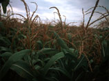 В России разрешили сеять ГМО-зерновые 