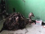 Екатеринбурженка случайно нашла в помойке живого страусенка