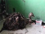 Екатеринбурженка случайно нашла в помойке живого страусенка Екатеринбурженка случайно нашла в помойке живого страусенка