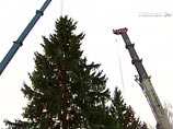 Главную российскую новогоднюю ель в четверг срубили в Наро-Фоминском лесничестве в Подмосковье