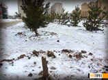 Вандалы готовятся к празднику: в Воронеже "обезглавили" городскую новогоднюю ель, в Казахстане елку срубили на спор возле ЗАГСа