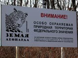 В Приморье выбрали имя молодому леопарду в белых "перчатках" В Приморье выбрали имя молодому леопарду в белых "перчатках"