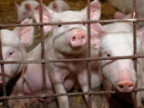 Россия отменила эмбарго на импорт белорусской свинины 