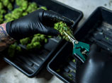 Колорадо стал первым штатом США, где открыто торгуют марихуаной