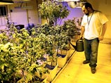 В Колорадо за первые сутки продали легальной марихуаны на миллион долларов