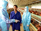 В Азии может начаться эпидемия птичьего гриппа: в Южной Корее уничтожают птиц, а в Китае успокаивают население