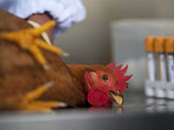 "Первоначальные тесты подтвердили наличие штамма H5N1. Уровень его патогенности будет подтвержден позднее и весьма высока вероятность того, что это очень опасный штамм" "Первоначальные тесты подтвердили наличие штамма H5N1. Уровень его патогенности будет подтвержден позднее и весьма высока вероятность того, что это очень опасный штамм"