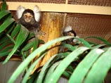 При таинственном пожаре в зооцентре Комсомольска-на-Амуре погибли обезьяны, шиншилла и попугай