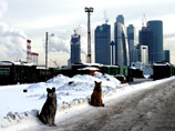 Сочинских бездомных псов в преддверии Олимпиады спасают, "переселяя" в Москву