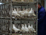 Жертвами птичьего гриппа H7N9 в Китае стали еще два человека Жертвами птичьего гриппа H7N9 в Китае стали еще два человека