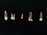 В Израиле найден древнейший в мире очаг, возрастом 300 тысяч лет