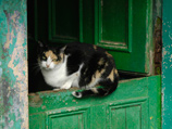 В британском графстве Суррей впервые зафиксирован "котнадо" - смерч, поднявший в воздух четырех прогуливавшихся по городу Кобхэм кошек