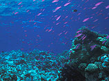 Большой Барьерный риф не только защищает Австралию от штормов и цунами, но и является одним из чудес света и находится под защитой ЮНЕСКО