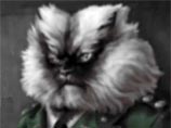 В США умер звезда интернета Полковник Мяу - кот с самой длинной шерстью