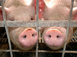 Россельхознадзор разрешил европейскую свинину, но "термически обработанную" и "при гарантии каждой партии"