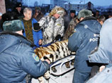 В Приамурье пытаются выходить найденного в тайге амурского тигра. У краснокнижного животного отказали задние лапы