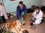 В Приамурье выхаживают краснокнижного тигра, у которого отказали лапы В Приамурье выхаживают краснокнижного тигра, у которого отказали лапы