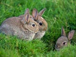 В Англии рывшие норы кролики нашли древнюю "сокровищницу" В Англии рывшие норы кролики нашли древнюю "сокровищницу"