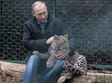 Путин в Сочи поигрался с леопардиком и восхитился сексуальным аппетитом самца. А Медведев в это время кормил бактерий