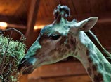 В Дании юного жирафа убили из-за невозможности найти пару