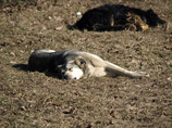 Во Владивостоке полиция вычислила местного жителя, который преднамеренно убил около тысячи бродячих собак