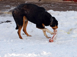 Установлено, что ранее не судимый житель Владивостока с мая 2013 по январь 2014 накормил около тысячи бродячих собак мясными изделиями, в которые добавлял лекарственные препараты, вызывающие смерть животных
